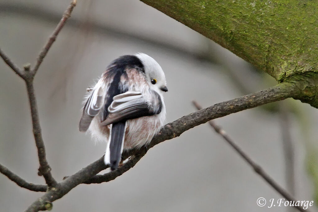 Long-tailed Tit