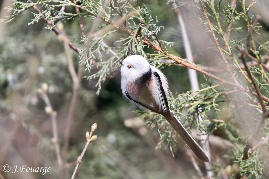 Long-tailed Tit, identification, Behaviour