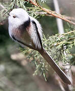 Long-tailed Tit