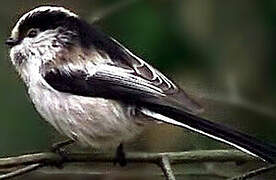 Long-tailed Tit