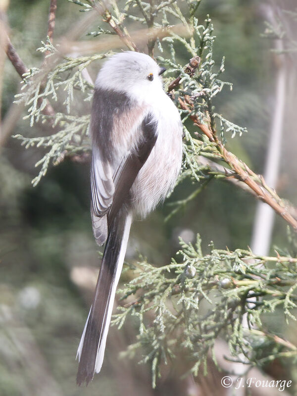 Long-tailed Tit, identification, Behaviour