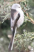 Long-tailed Tit