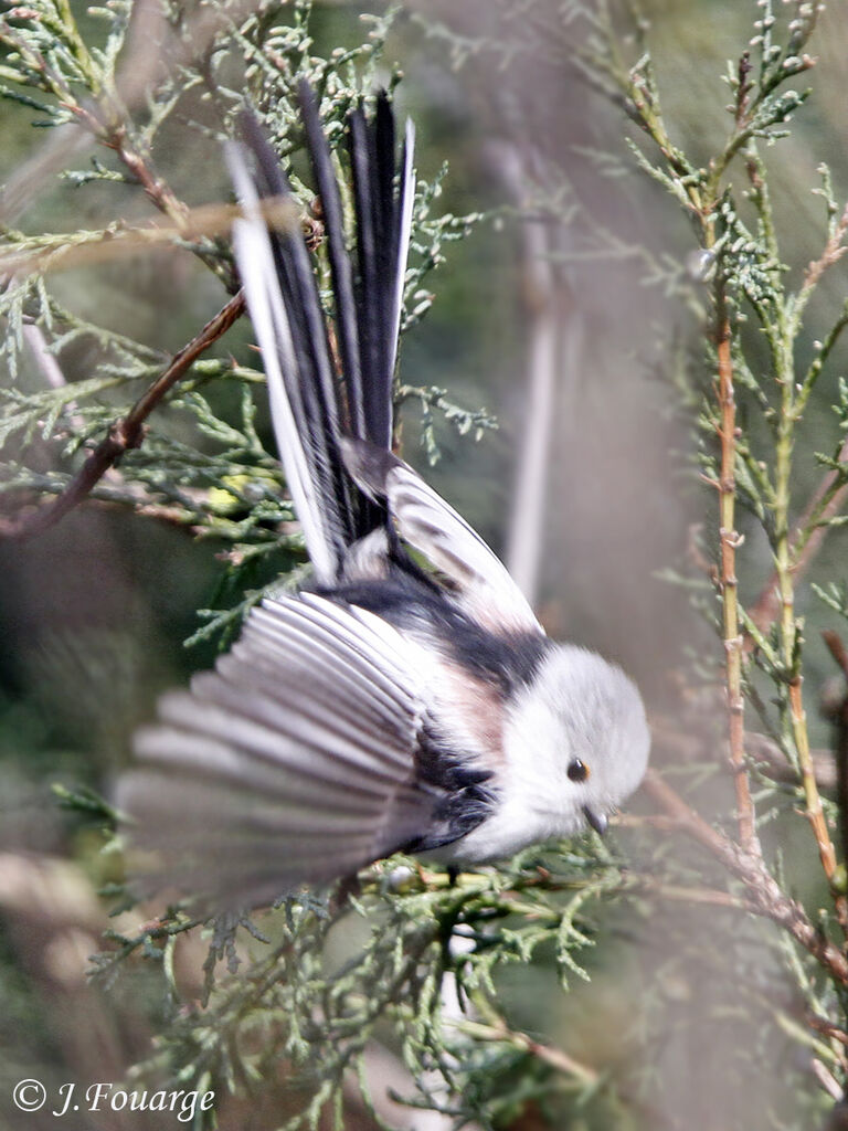 Long-tailed Tit, identification, Behaviour