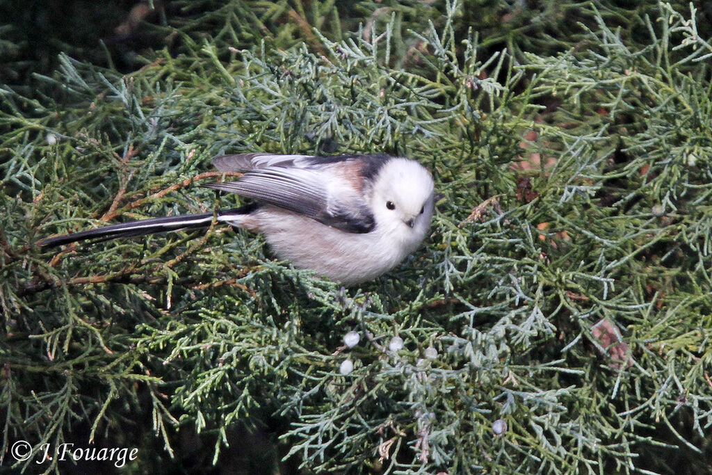 Long-tailed Tit, identification, Behaviour