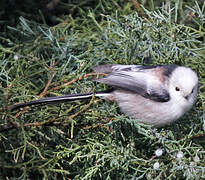 Long-tailed Tit