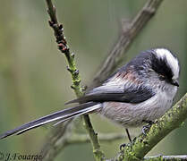 Long-tailed Tit