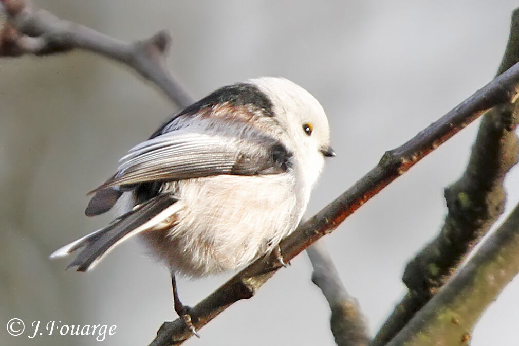 Long-tailed Tit