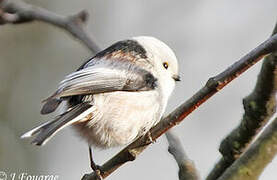 Long-tailed Tit