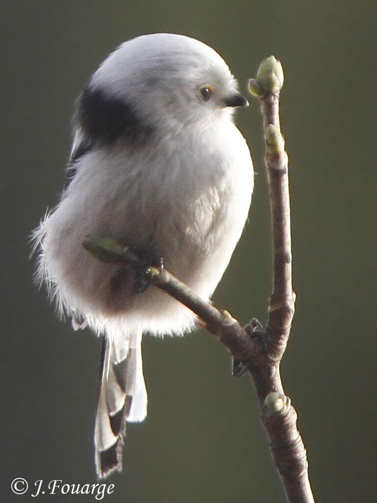 Long-tailed Tit