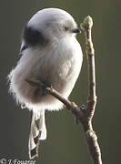 Long-tailed Tit