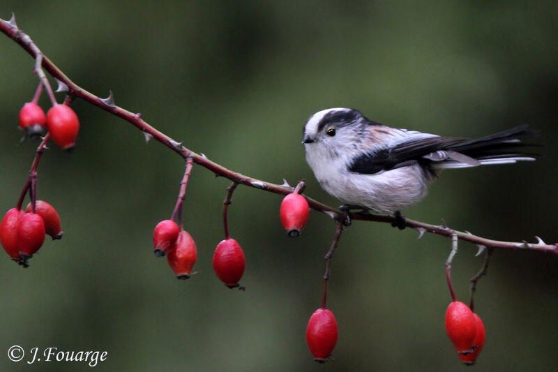 Long-tailed Tit, identification