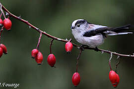 Long-tailed Tit