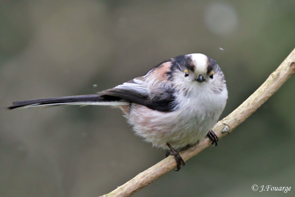 Long-tailed Tit, identification