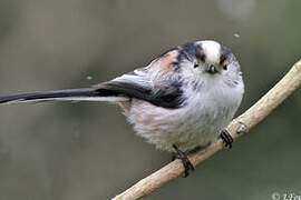 Long-tailed Tit