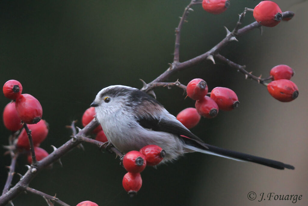 Long-tailed Titadult, identification