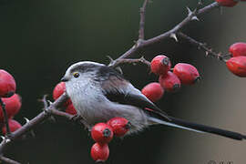 Long-tailed Tit