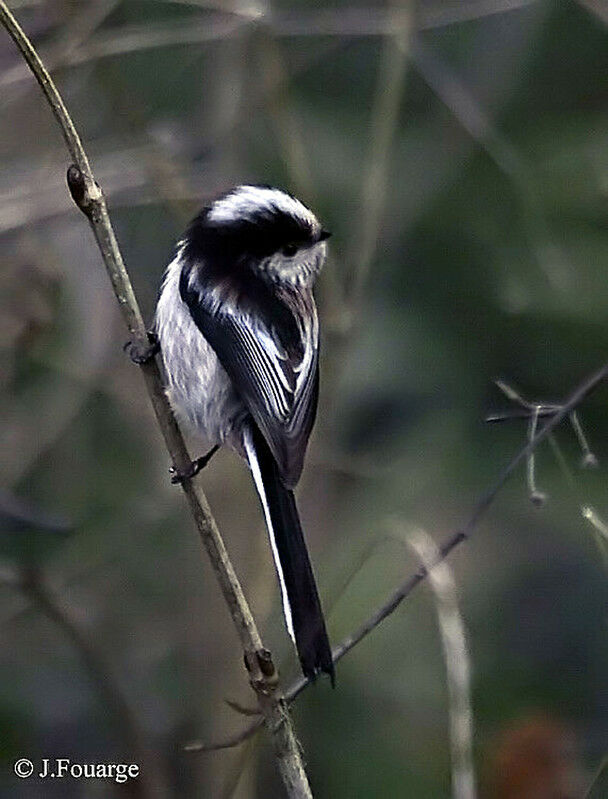 Long-tailed Tit