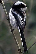 Long-tailed Tit