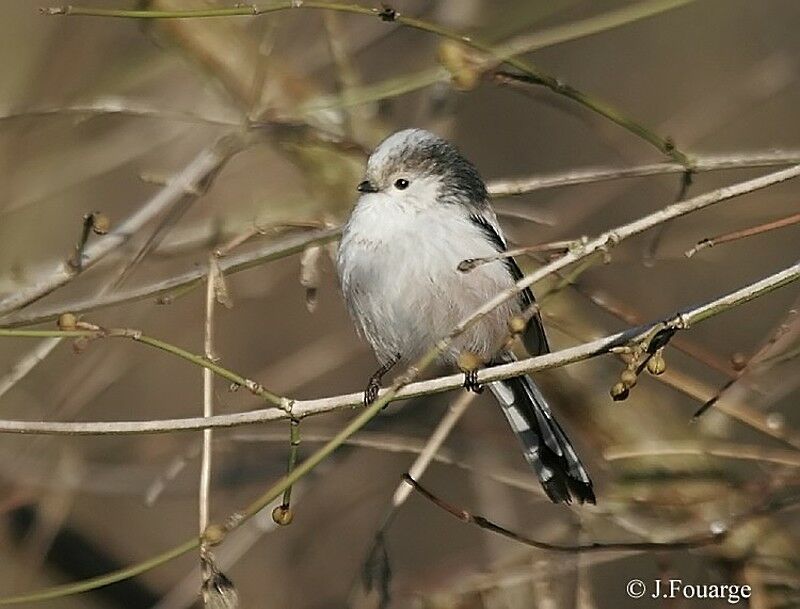 Long-tailed Tit