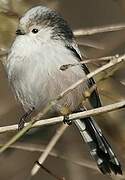 Long-tailed Tit