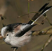 Long-tailed Tit