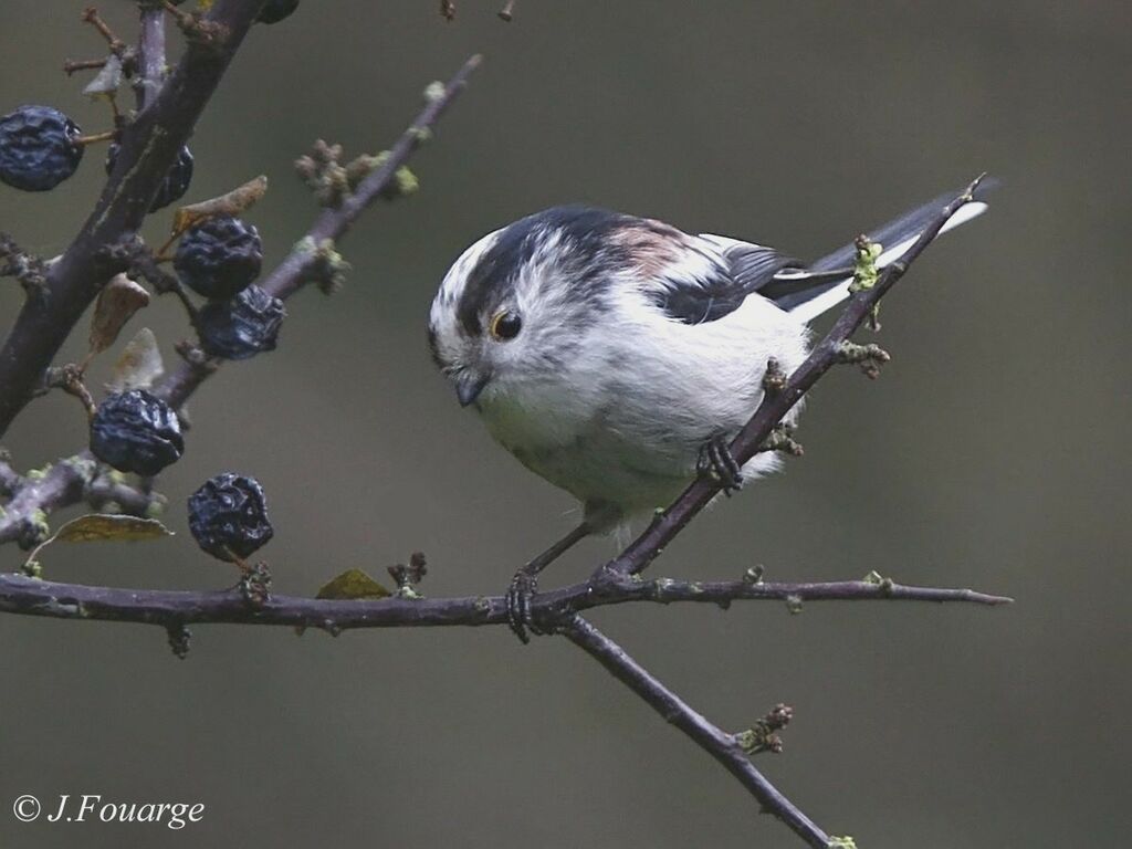 Long-tailed Titadult