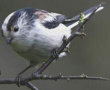 Long-tailed Tit