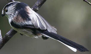 Long-tailed Tit