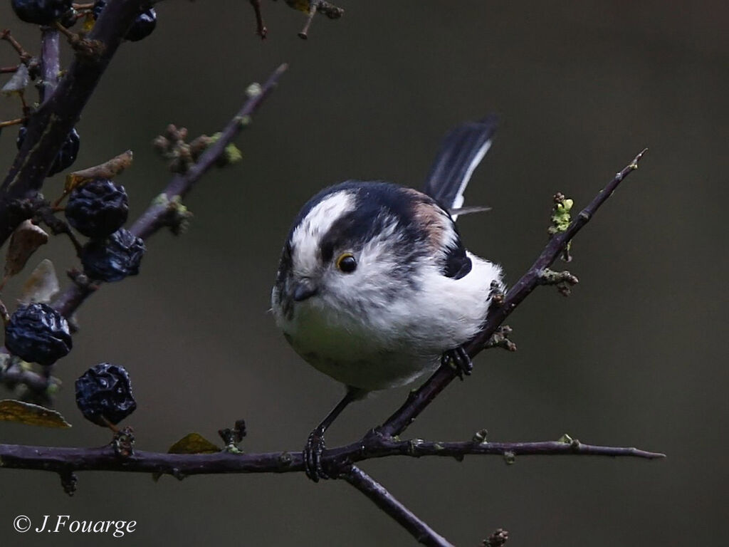 Long-tailed Titadult