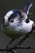 Long-tailed Tit