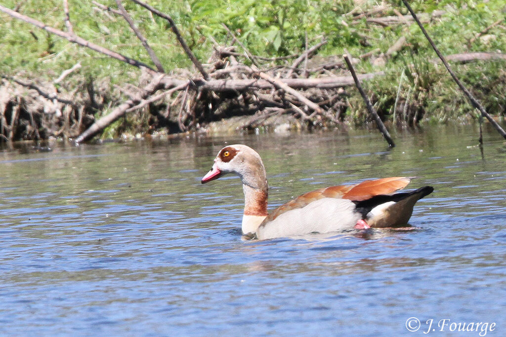 Egyptian Gooseadult, identification