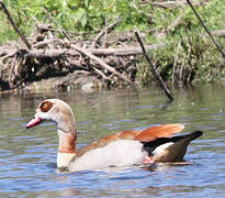 Egyptian Goose