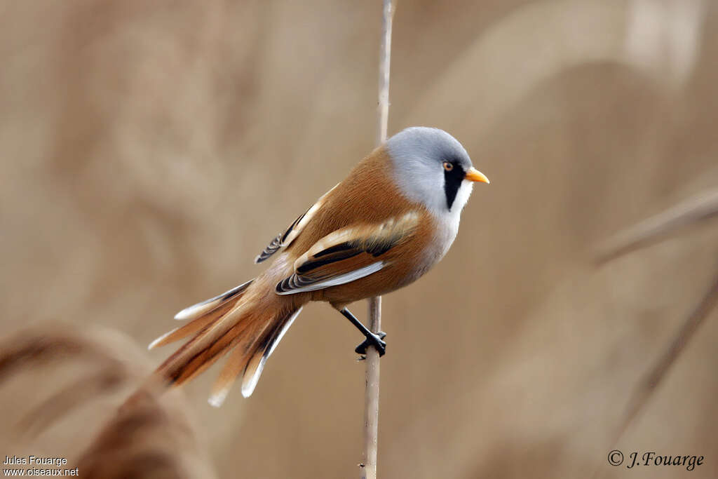 Bearded Reedling male adult breeding, pigmentation