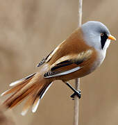 Bearded Reedling