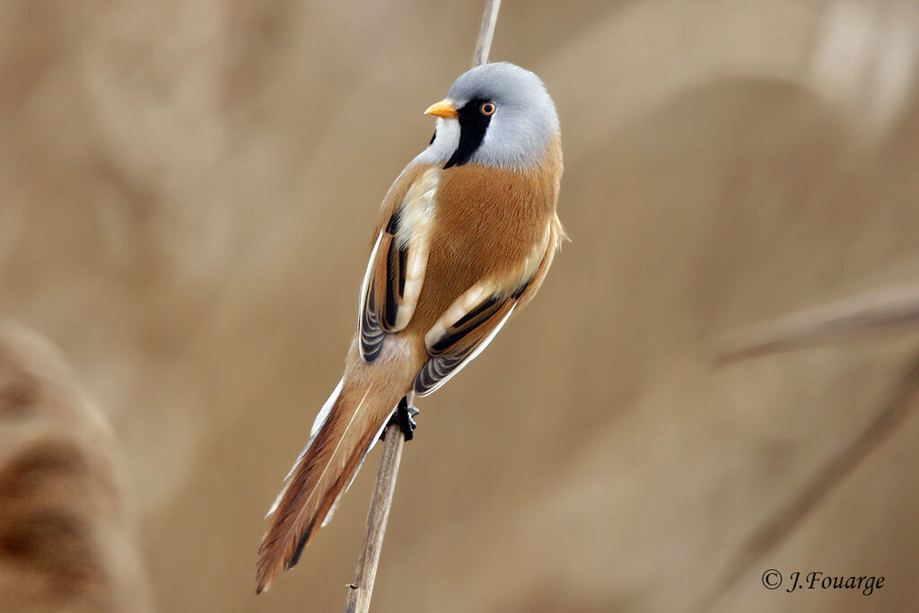 Bearded Reedling male