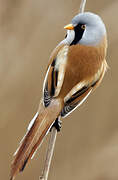 Bearded Reedling