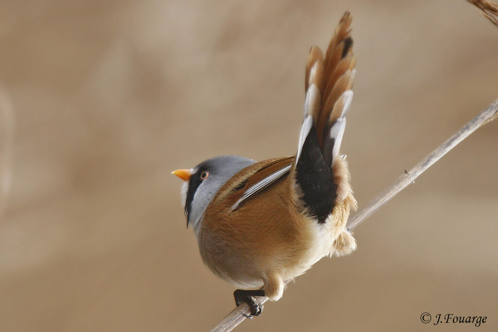 Bearded Reedling male