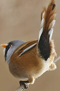 Bearded Reedling