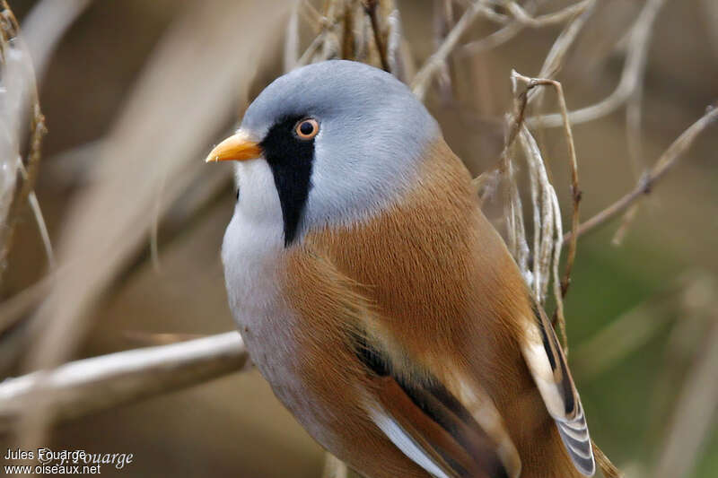 Bearded Reedling male adult, close-up portrait