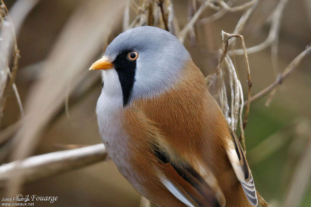 Bearded Reedling male adult, close-up portrait