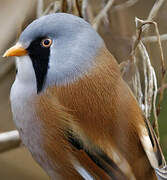 Bearded Reedling