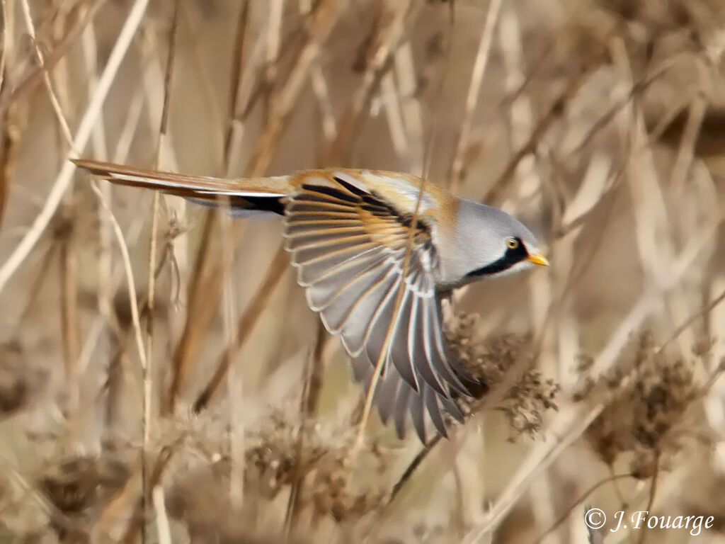 Bearded Reedling male, Flight