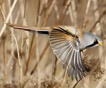 Bearded Reedling