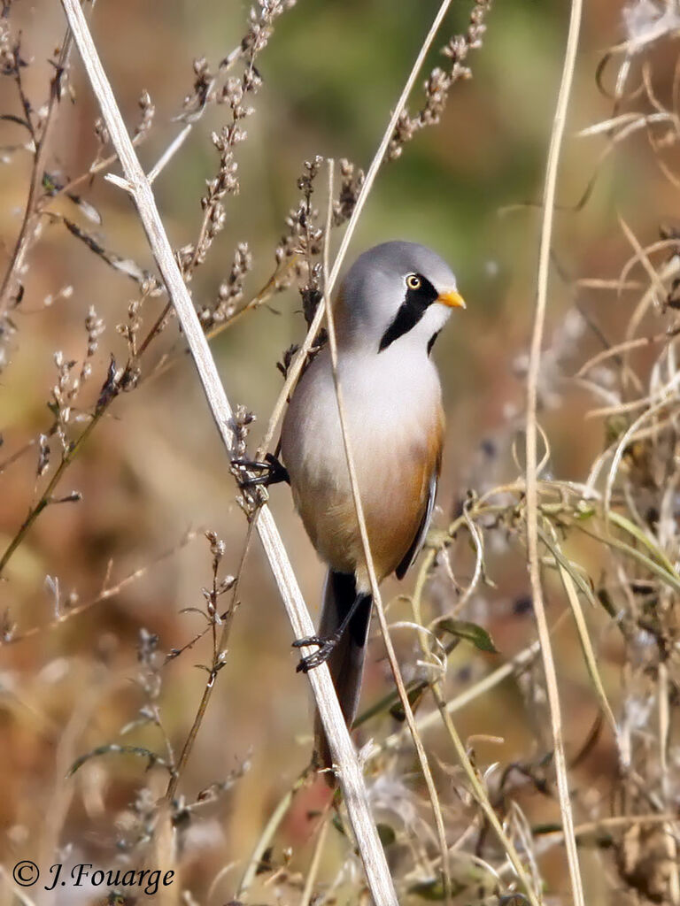 Bearded Reedling male, identification