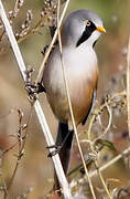 Bearded Reedling