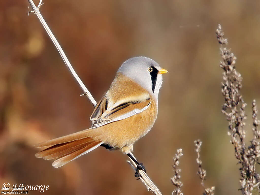 Bearded Reedling male adult, identification