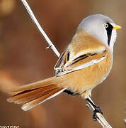 Bearded Reedling