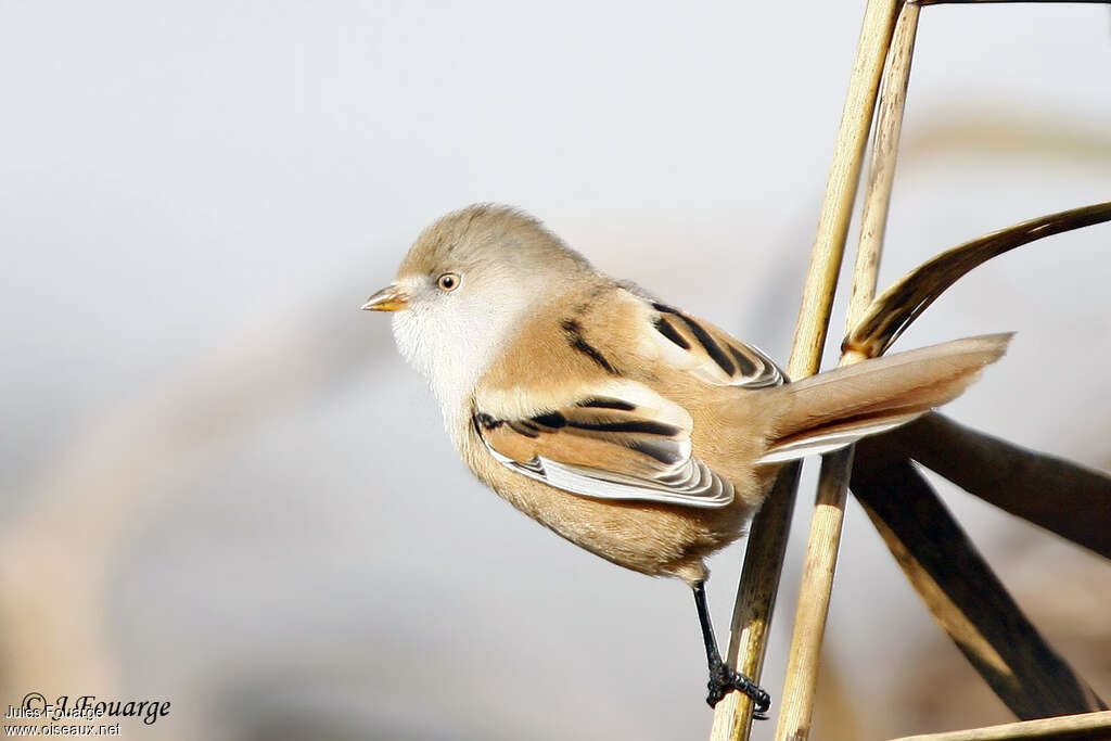 Bearded Reedling female First year, identification