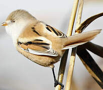 Bearded Reedling