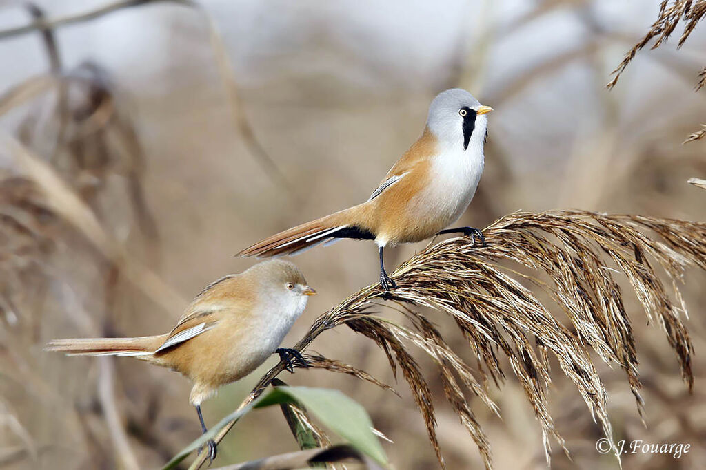 Bearded Reedling 